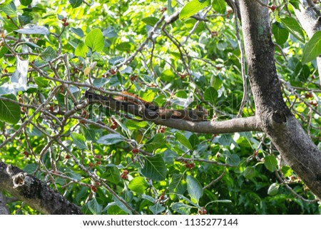 Squirrel on the tree , lay down and enjoy eating fruit.