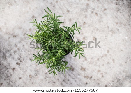 Italian rosemary in a pot, top view with concrete background and copy space Royalty-Free Stock Photo #1135277687