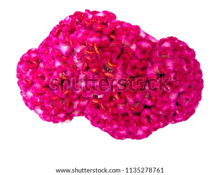 Pink flower, Cockscomb or Chinese Wool Flower (Celosia argentea), isolated on a white background