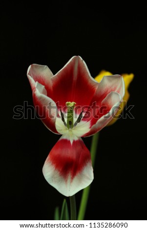 the white and red flower