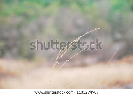 Nature Scene of Golden Dry Grass with Blurred Background and copy space of summer season 