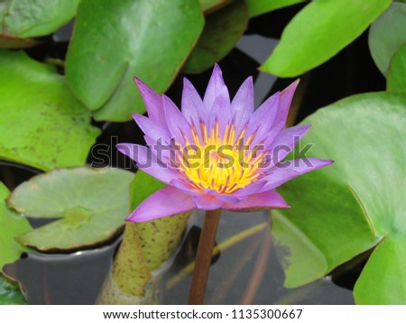 Purple lotus flowers blooming above the water and green leaves in the pond. 
                               