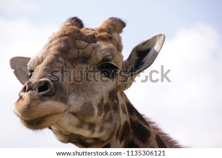 Cute giraffe head close up.