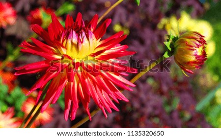 Dahlia is a genus of bushy, tuberous, herbaceous perennial plants native mainly in Mexico. Related species include the sunflower, daisy, chrysanthemum and zinnia