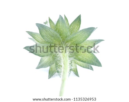 knautia flower on a white background