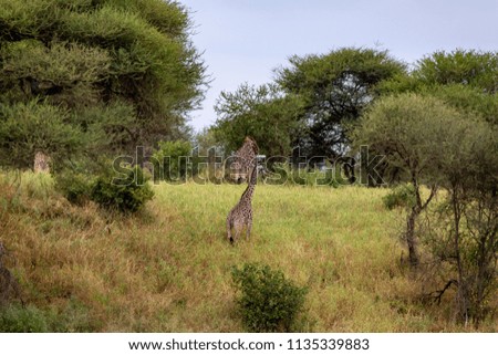Giraffes in the wilds of the Serengeti in Tanzania.