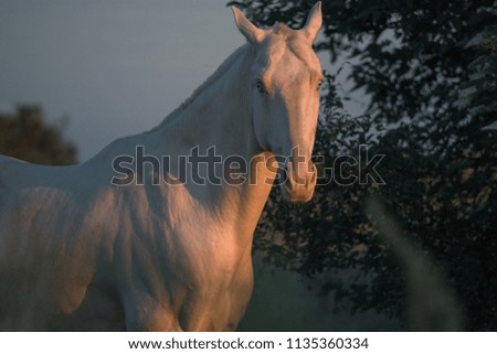 Portrait of a pearl pink Akhalteke horse on the dark trees background on the sunrise in the morning
