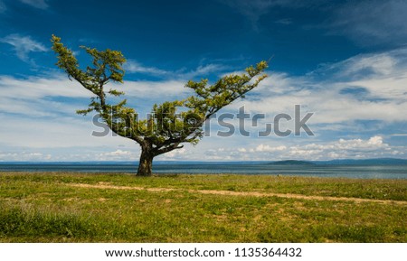 Larch tree with long branches on the sandy shore of the lake