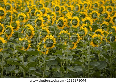 blossoming yellow sunflowers