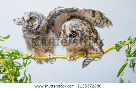 Owl isolated on white background in studio, wild chicks of predatory birds owls