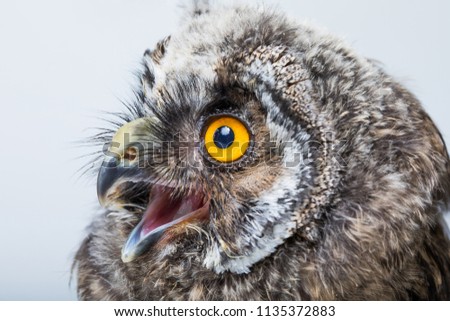 Owl isolated on white background in studio, wild chicks of predatory birds owls