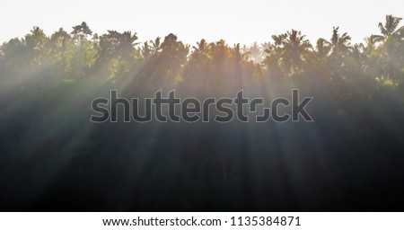 panorama of silhouette tropical forest tree with beautiful rim light in Bali