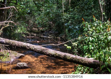 Stream photographed in the city of Cariacica, Espirito Santo, Southeast of Brazil. Atlantic Forest Biome. Picture made in 2012.