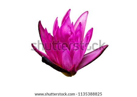 isolated pink, purple blooming waterlily, blooming lotus, blooming water lily with clipping
