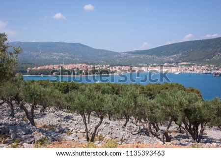 Olive trees in Cres island of Croatia