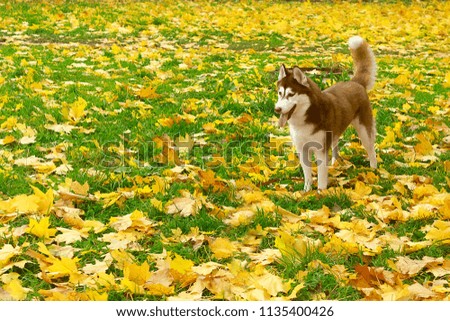 Siberian husky dog in the autumn park. Space for text