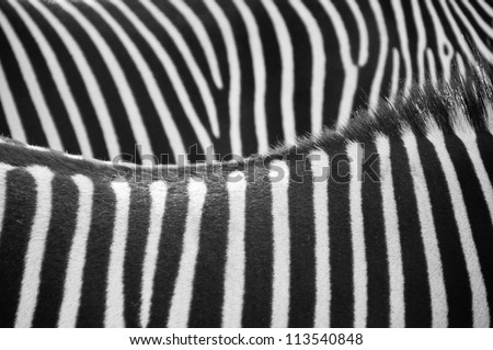 soft focus abstract image of two zebras backs & sides backlit from the sun creating a beautiful background photograph