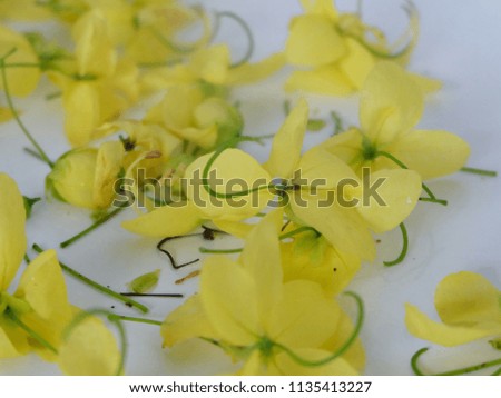 Beautiful yellow flowers isolated on a white background.