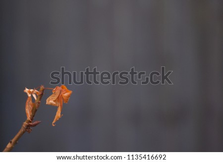Shrivelled Autumn Leaves On Twig Against Soft Grey Background With Ad Space - Image