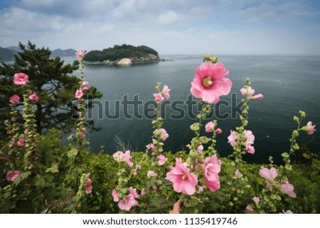 Beautiful pink flowers overlooking a coastline with an island in the sea during spring time in South Korea.