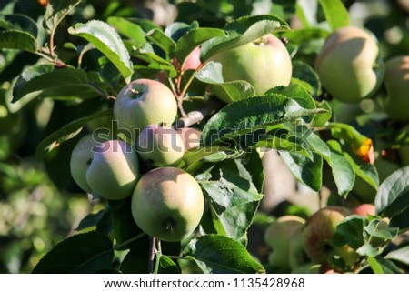 apple fruit on the branches of a tree