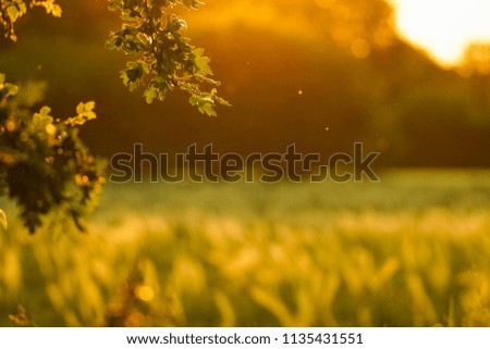 Close up silhouette of a grass field by sunset Royalty-Free Stock Photo #1135431551