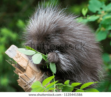 A juvenile porcupine munches on a plant while sitting on a tree limb.