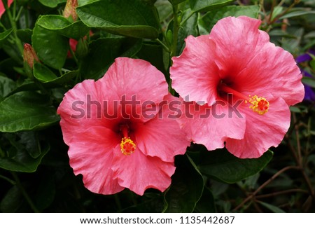 Pink hibiscus flowers in a tropical garden