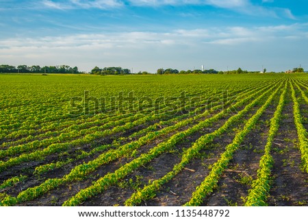 Seed beds on the field Royalty-Free Stock Photo #1135448792