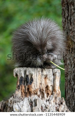 A baby porcupine sitting atop a dead tree stump is intent on muching away on a flower.