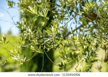 Closeup of Olive Tree Leaves with Flowers