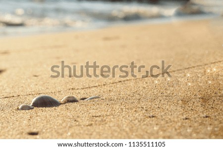 seashells on sand on the beach