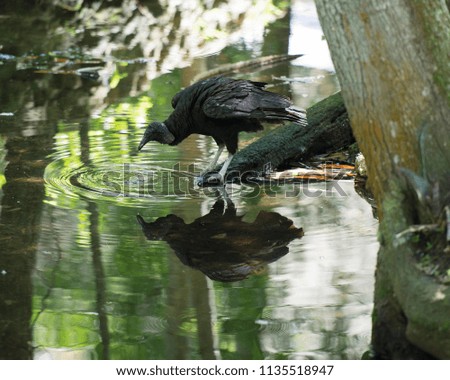 Black Vulture enjoying it's environment.