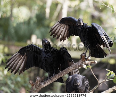 Black Vulture enjoying it's environment.
