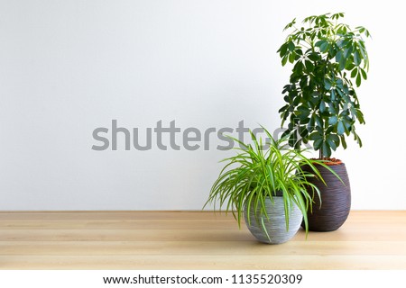 horizontal image of a bright living room with two houseplants, Umbrella Tree and Spiderplant, Schleffera Compacta, Chlorophytum Comosum, copy space Royalty-Free Stock Photo #1135520309