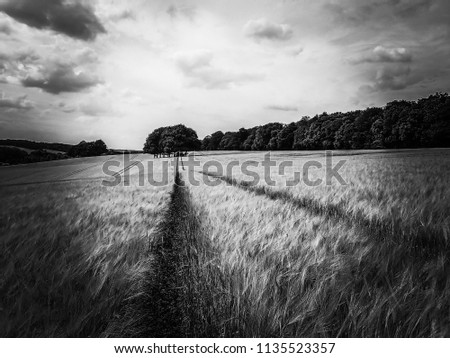 View across wheat field to copse of trees