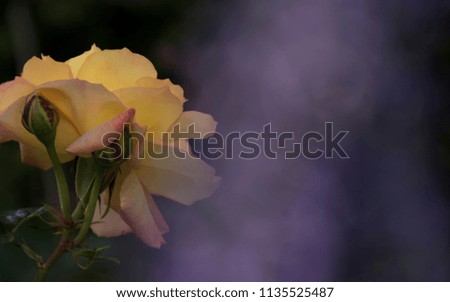yellow rose and a lavender