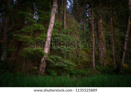 Dreamy forest in evening ,landscape of forest with hill and trees