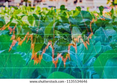Organic Lettuce Plate, And light in the morning, On a closed farm system  Non-toxic, And trading chart, With  forex trading concept Value creation for agricultural products.
