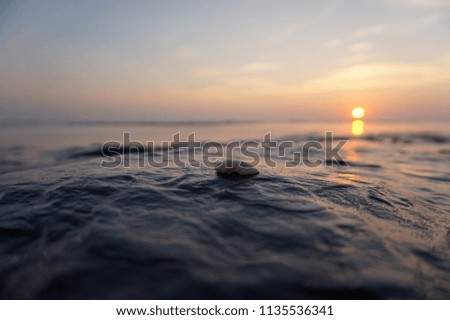 Sea shell on Belgium beach