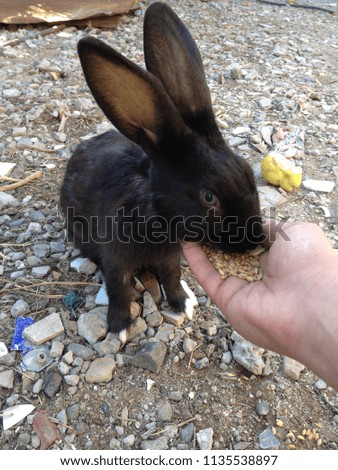 lovely rabbit and his hunger