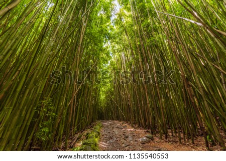 A path through the lush bamboo forest, Maui, Hawaii, US.