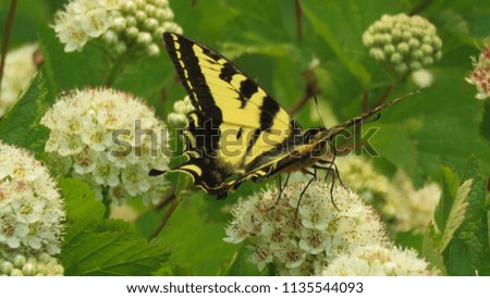 Butterfly in summer