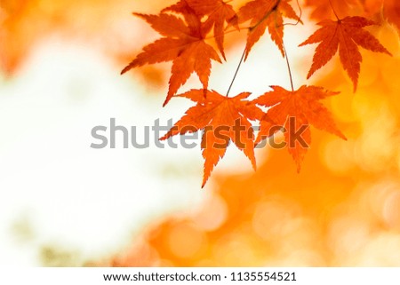 autumnal background, slightly defocused red maple leaves