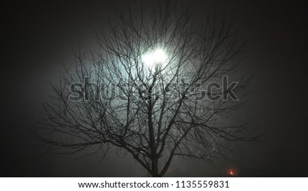 Spooky Park Tree