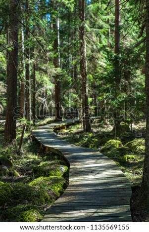 wooden footpath in swamp with beautiful evening sun light in green foliage of summer bog. boardwalk in perspective view - vertical, mobile device ready image