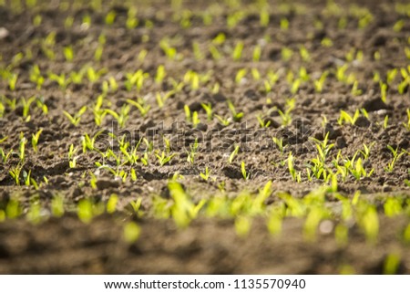 a field of growing little corn seeds Royalty-Free Stock Photo #1135570940