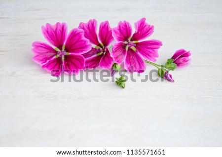purple flowers small on white wooden background selective focus