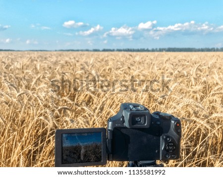 the camera on the tripod in wheat field