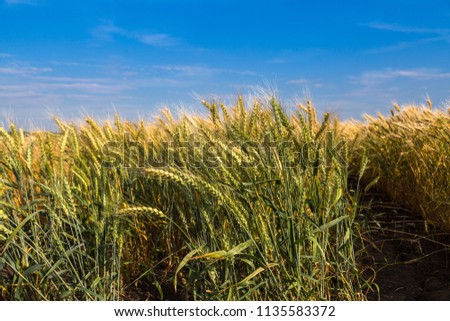 Golden wheat field with blue sky in background. 